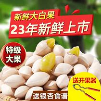 Special Grade White Fruits Fresh Great Fruits 2023 Gingko Fruits Non-dry Goods 1kg Raw White Fruits Send Recipes With Shell White Fruits