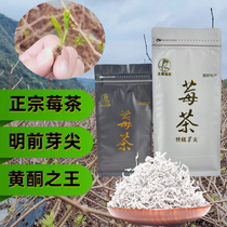 张家界正宗莓茶野生龙须藤茶永顺芽尖霉茶土家特产湘西长寿养生茶