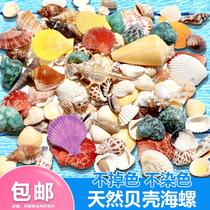 Natural shell conch fish tank landscaping decoration small ornaments aquarium scenery set turtle tank bottom sand decoration
