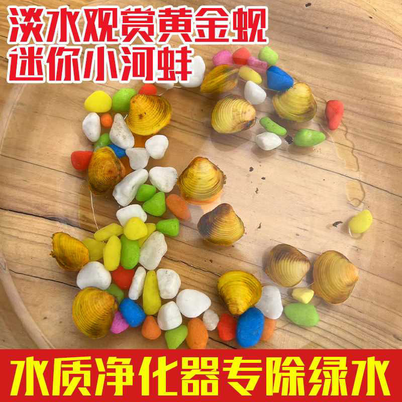 黄金小河蚬养龟养鱼神器|25年最新实测:淡水贝壳河蚌能净化水质吗?-螺-淘宝好物网
