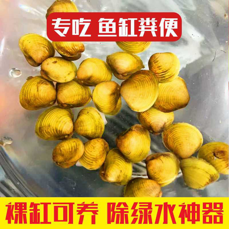 黄金小河蚬养龟养鱼神器|25年最新实测:淡水贝壳河蚌能净化水质吗?-螺-淘宝好物网