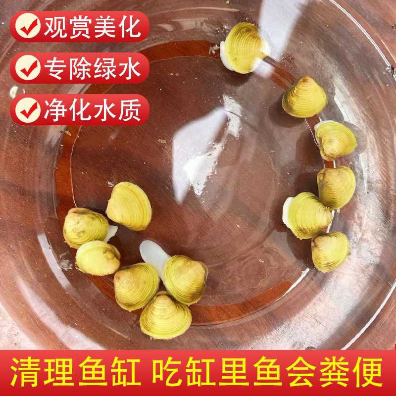 黄金小河蚬养龟养鱼神器|25年最新实测:淡水贝壳河蚌能净化水质吗?-螺-淘宝好物网