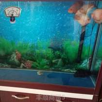 Indoor waterproof suction cup fish tank paste accurate measurement thermometer High-precision in-cylinder pointer electronic digital display