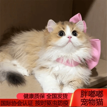 Golden plus white Napoleon cat long-haired short-legged cat Minute short-faced version pure white pure black orange white purebred kitten