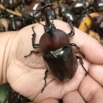 The unicorn fairy is alive and easy to raise. It is easy to raise. Both males and females are available. The adult unicorn fairy is an internet celebrity.