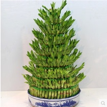 Shanghai opened with 8-story high-rise bamboo green plant green Lolita office green plant water culture