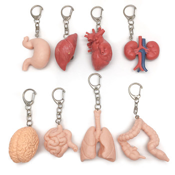 Heartbroken by a Scumbag! Looking for Your Heart, Liver, Spleen, Lungs, and Kidneys. Simulated Organ Internal Organs Keychain