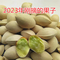 2023 fresh large ginkgo ginkgo old tree ginkgo fruit special waxy ginkgo shelled raw ginkgo kernels