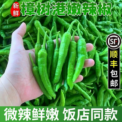 [【精选】湖南樟树港新鲜辣椒岳阳产地直发小嫩青椒正宗下饭菜顺丰]