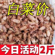 New arrival dried sea rabbit 500g fresh squid pen tube fish sea rabbit cuttlefish baby squid dry goods large size