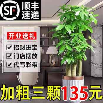 Backgammon fortune tree large potted indoor plant green plant office ເປີດຂອງຂວັນສາມເສົາ ຕົ້ນໄມ້ໂຊກໃຫຍ່ bonsai