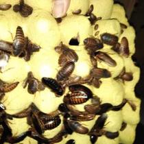 Beared dragon lizard pellet feed BAO WEN gecko gel blue tongue reptile lizard general food made by Dubia