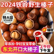 Big Hazelnut Northeast Specialty 2024 New Arrivals Fresh Opening Hazelnut Tieling Kaiyuan Pregnant Women Snacks Nuts Roasted Seeds