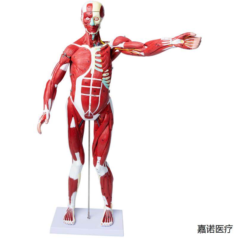 Human Body Muscle Internal Organ Disassembly Anatomy Structure Model Tissue Exercise Artificial Medical Teaching Aids