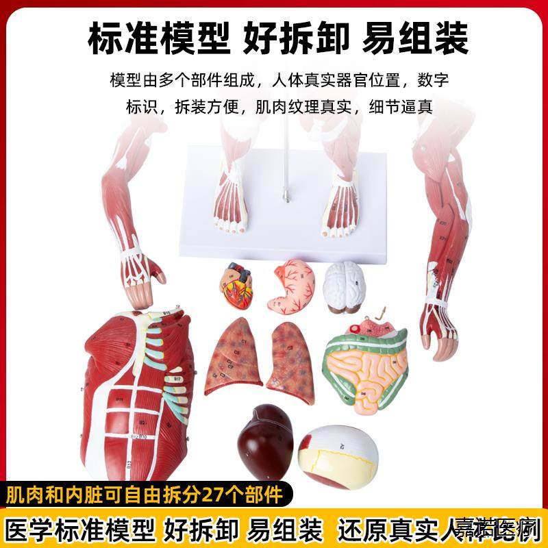 Human Body Muscle Internal Organ Disassembly Anatomy Structure Model Tissue Exercise Artificial Medical Teaching Aids