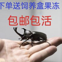 The unicorn fairy is alive and easy to raise. It is easy to raise. Both males and females are available. The adult unicorn fairy is an internet celebrity.