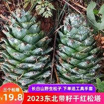 Northeastern wild pine cones Changbai Mountain fresh pine cone with pine nuts squirrel grain decorative pine cones extra large red pine cone new goods