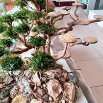 Coconut shell discs coconut shell fish tank landscaping material Moss tree material coconut shell gasket coconut shell carving material