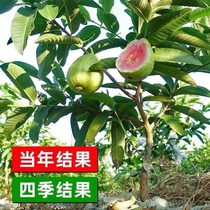 Four Seasons Guava Seedless Ruby Red Heart Guava Grafted Pearl White Watermelon Garden Large Fruit Planted in the South
