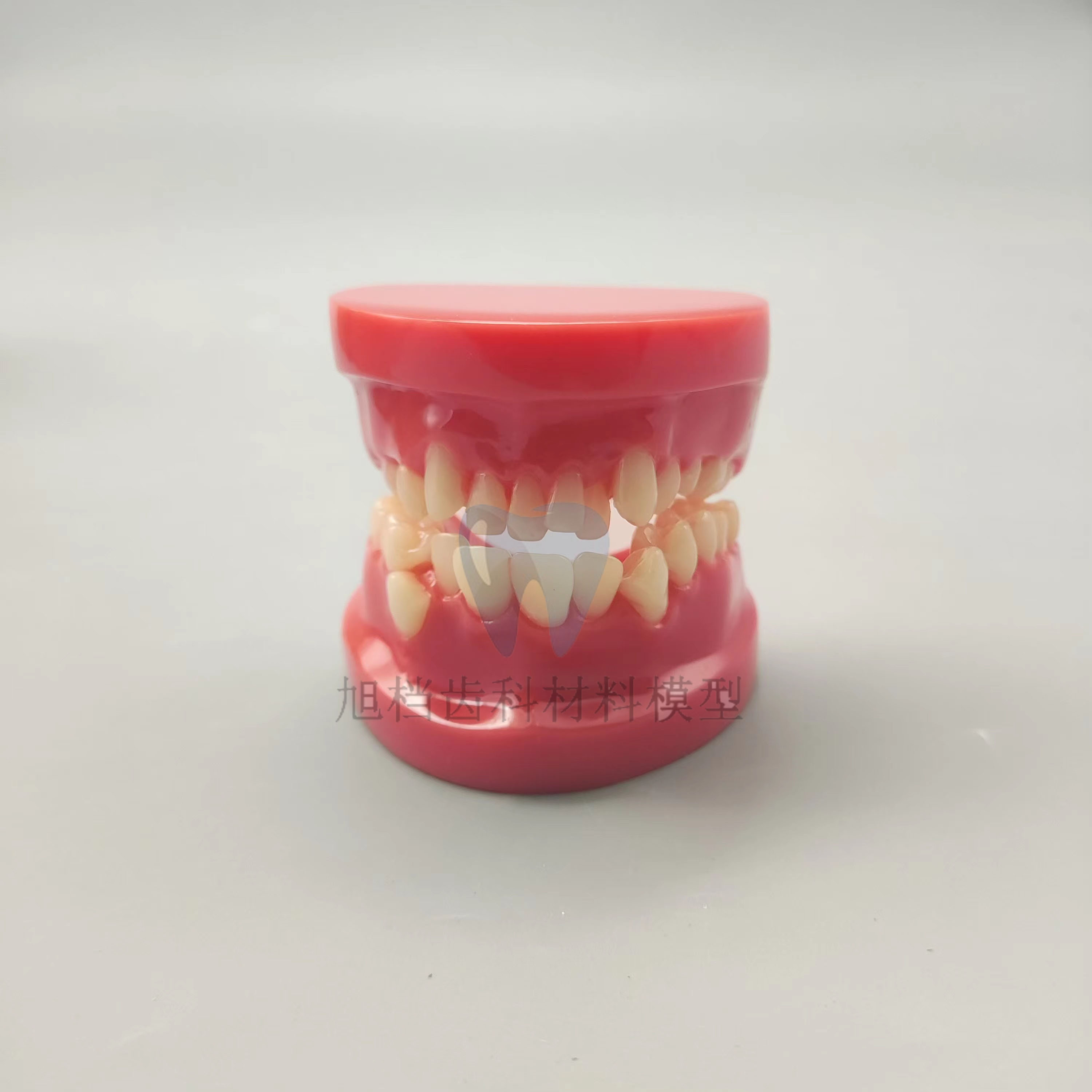 牙科口腔正畸模型 B4红色错颌展示模型 口腔教学 齿科医患沟通