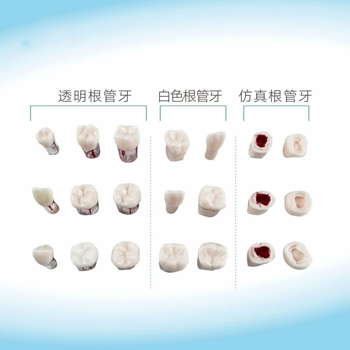 白色根管牙牙科开髓牙树脂教学模型口腔离体牙科考试练习开髓牙粒