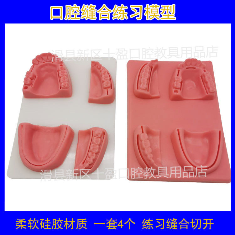 牙科医学生训练用口腔缝合模块 牙齿牙龈缝合组合模型 硅胶材质