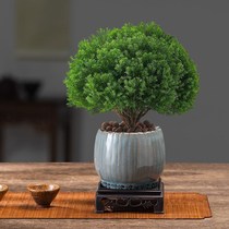 Rime bonsai indoor green plant flower potted plant that is evergreen all year round and easy to maintain plant living room office air purifying flower