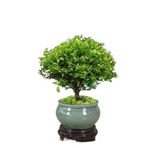 Small-leaf red nan old pile potted bonsai mini plants indoor flowers office desktop small green plants good for all seasons
