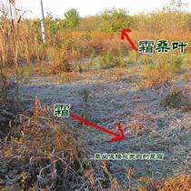 Chinese herbal medicine frosted mulberry leaf tea wild frost mulberry leaf dried mulberry leaf 500g frost beaten winter mulberry leaf mulberry leaf can be powdered