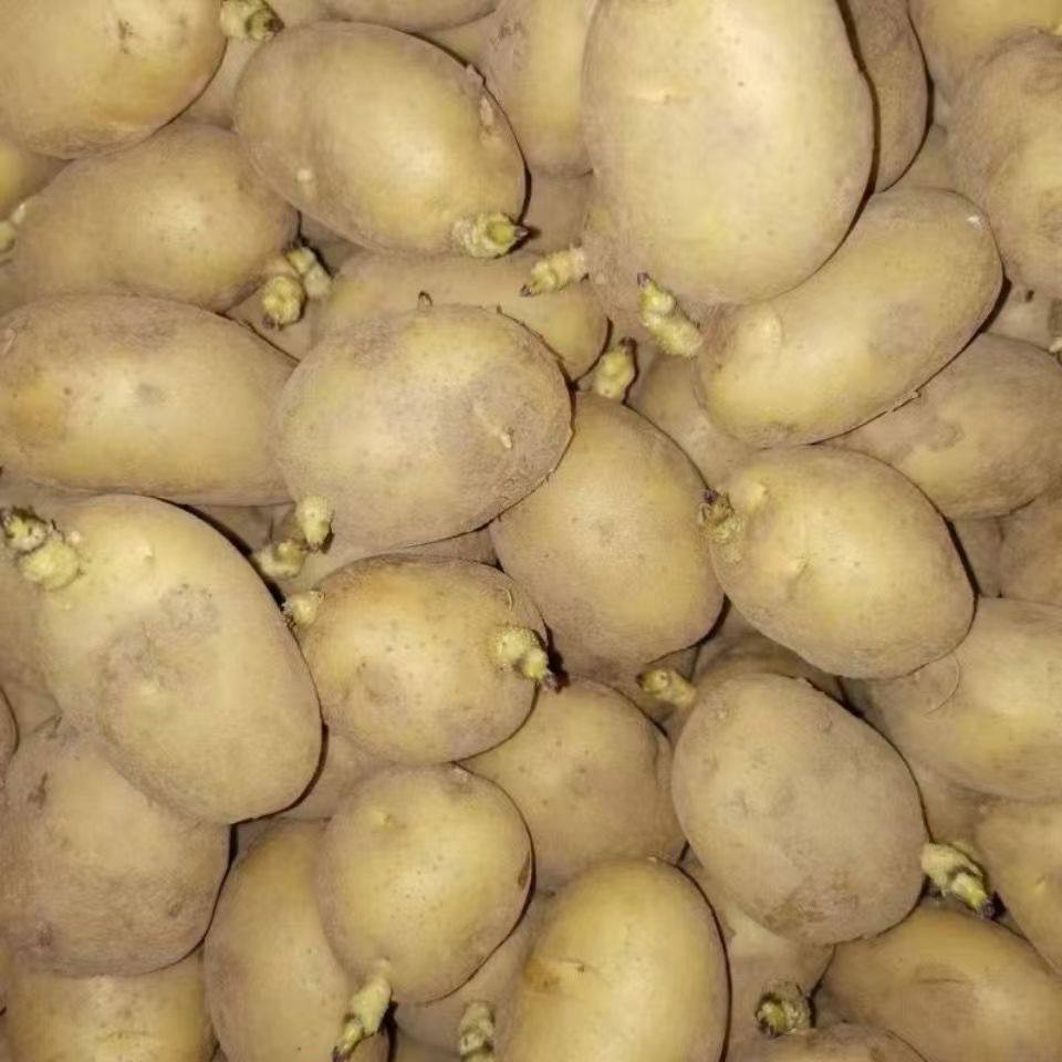 带芽土豆种籽怎么种？黄皮小土豆黄心洋芋种植全攻略！_修改器_淘宝游戏网