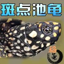 Accessories: Nepals Gypsophila simulated soft rubber drift bottle turtle tank cross-border conch non-porous collection miscellaneous patterns to attract wealth