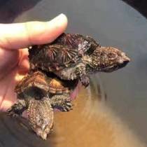 Alligator Turtle Botanical Garden European and American Gothic Small Snapping Turtle Domestic Simulation Essence Cream Zoo Pet Flower Turtle