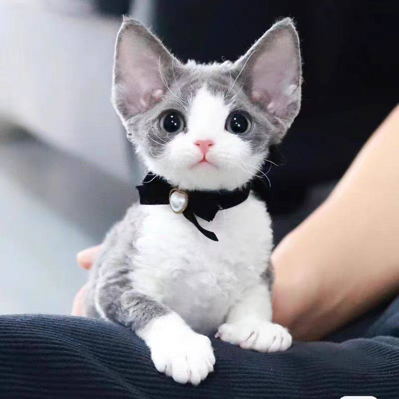 蓝白开脸德文卷毛猫幼崽👑:不掉毛的帝王猫,异瞳虎斑蓝皮无毛猫的宠儿!🐾-猫咪-淘宝好物网