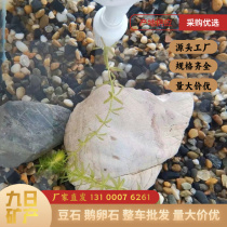 Heilongjiang pea stone wholesale floor heating backfill stone filtration water treatment filter material potted stone fish tank landscaping