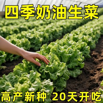 Butter lettuce fresh vegetables leafy lettuce