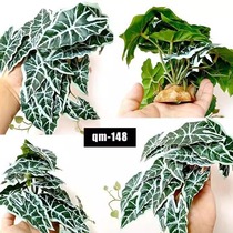 Pampoline breeder turtle turtle turtle turtle box simulated green planting scene