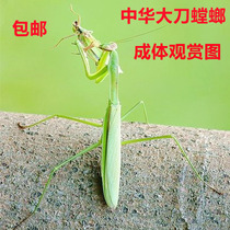 Simulation scientific and educational insect animal mantis model toy butterfly growing frog