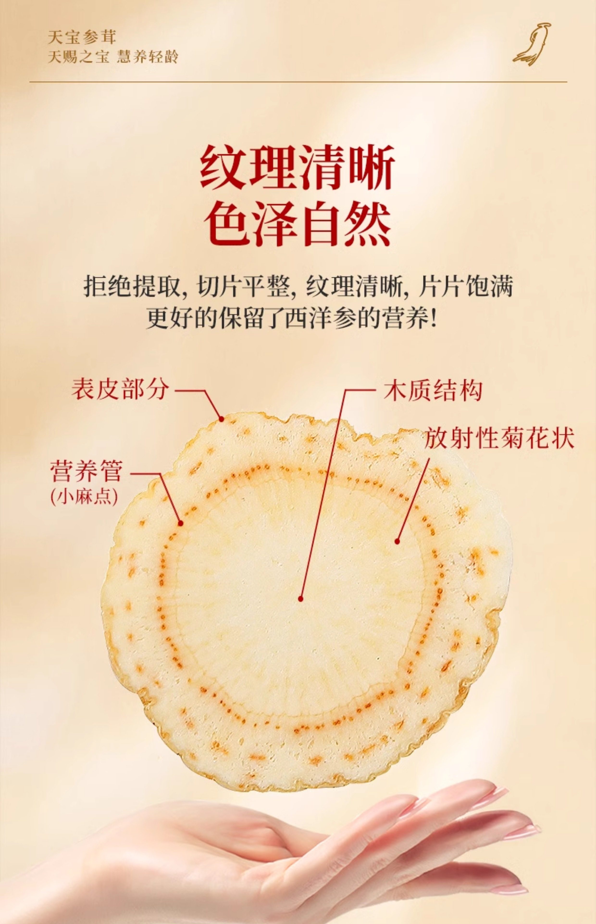 上海医药 慧远天宝 加拿大西洋参 50g 天猫优惠券折后￥26包邮（￥59-33）