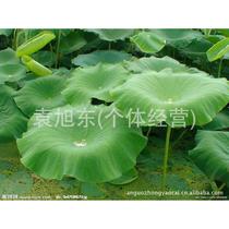 Supply of Chinese herbal medicine dried lotus leaves shredded dried lotus leaves 1000g