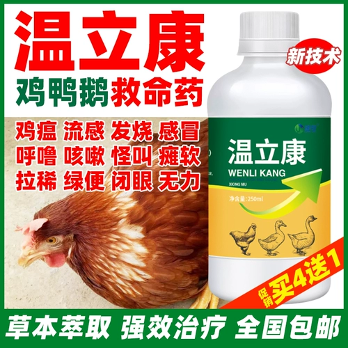 Специальное лекарство Вэнь Ликана для выращивания цыплят способно вылечить все куриные болезни, куриную чуму, простуду, кашель, храп и диарею, специальное лекарство для кур и спасительное лекарство для уток.
