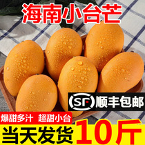 Hainan Xiaotainong mango 10 pounds freshly picked Xiaotainong seasonal tropical fruit specialty mango 5
