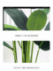 Artificial Green Plant Traveler's Banana Tree for Indoor Living Room Sofa Side, High-End Luxury Fake Plant, Large Floor-Standing Decorative Ornament