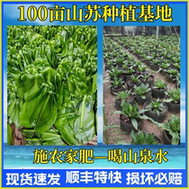 Within Guangdong Province next day delivery to Taiwan Shansu Fresh Shansu Shansu Ye Shansu Cai Birds Nest Fern Western Food Dishes