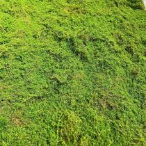 Simulated turf outdoor artificial plush moss plant moss kindergarten playground decorative carpet fake lawn manufacturer