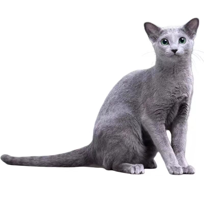 🐱💖全国发货！绿眼睛俄罗斯蓝猫幼猫崽，贵族猫短毛活体宠物，血统纯正