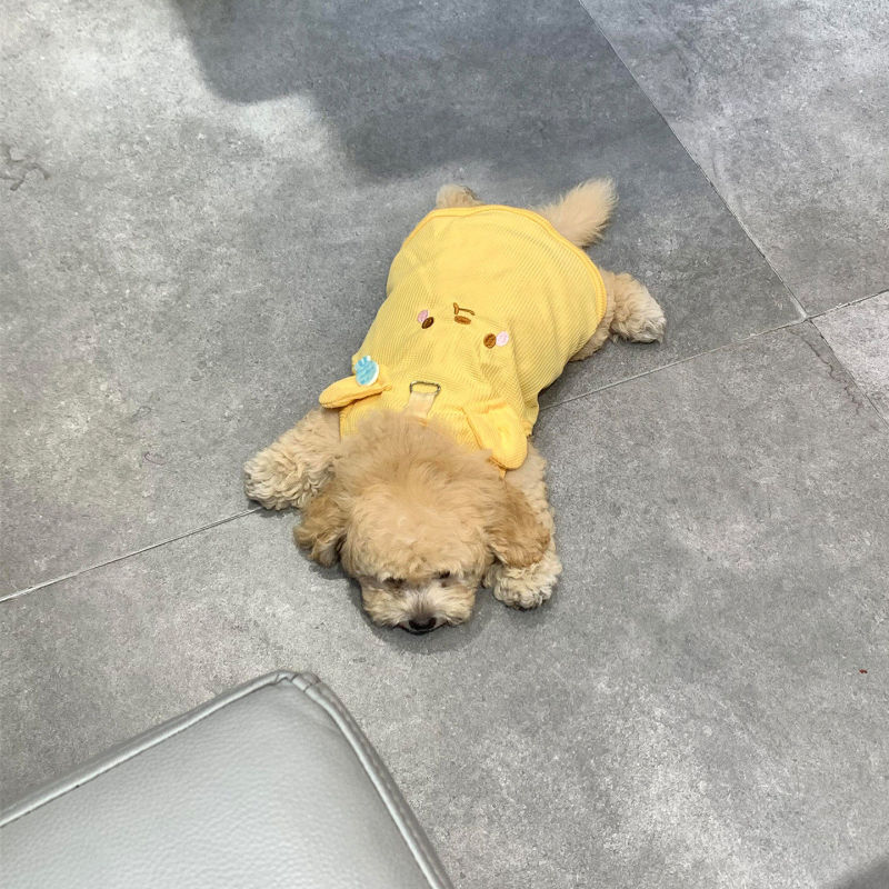 Yellow Bear-Shaped Dog Clothes for Small Dogs with Leash Clip, Small Vest for Teddy and Bichon, Breathable and Cool-Resistant Apparel for Spring and Autumn