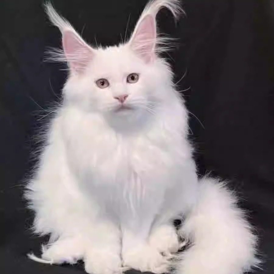 Cute Seal Childrens Coloring Book Little庫存向量圖（免版稅）2631942691 | Shutterstock, image size:900x900