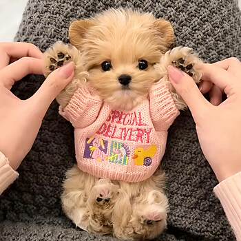 Dog clothes, puppies and kittens, small embroidered sweaters, autumn and winter warm maltese cat and dog pet clothing