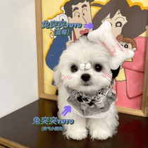 Rabbit Tutu Cute Dog Plasma Punk Bones Pet Cat Hat Exquisite Pearl Lace Bib Set