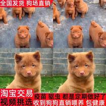 Purebred Five Red Dog Puppies Dogs Live Red Native Dog Native Hound Chinese Pastoral Dog Red Puppies
